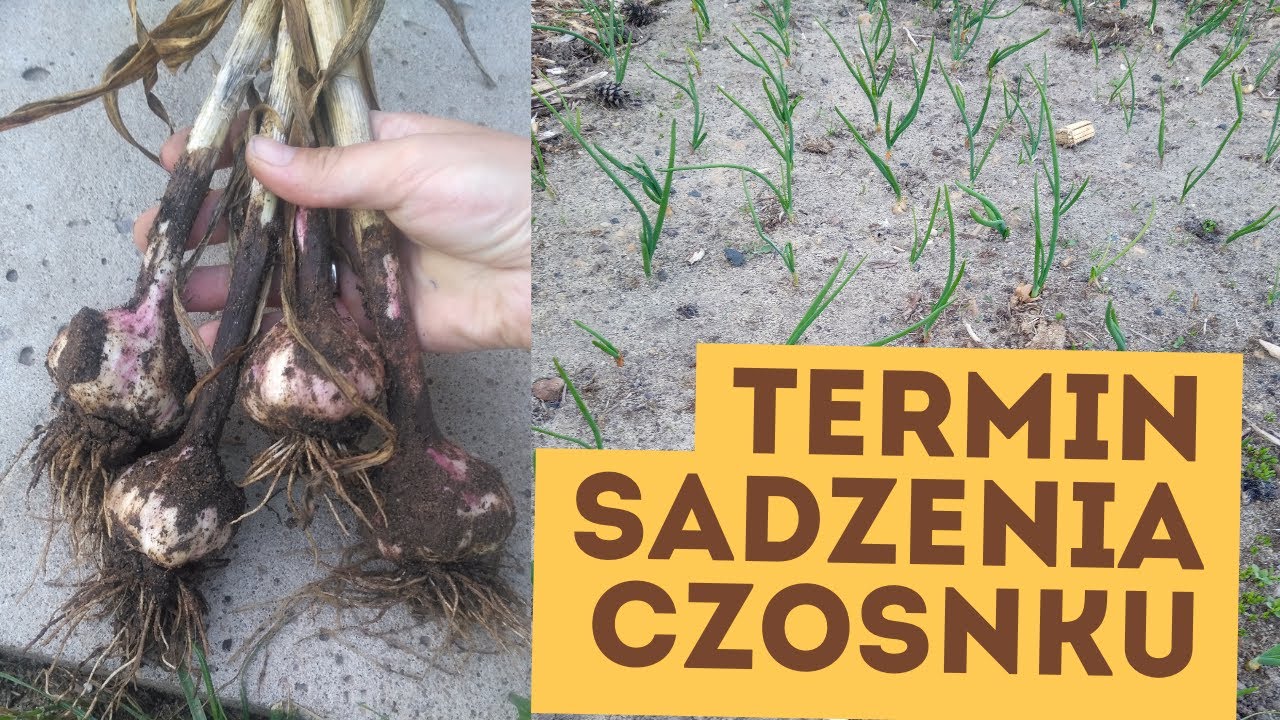 Najlepszy termin sadzenia czosnku zimowego. Jak sadzić czosnek?