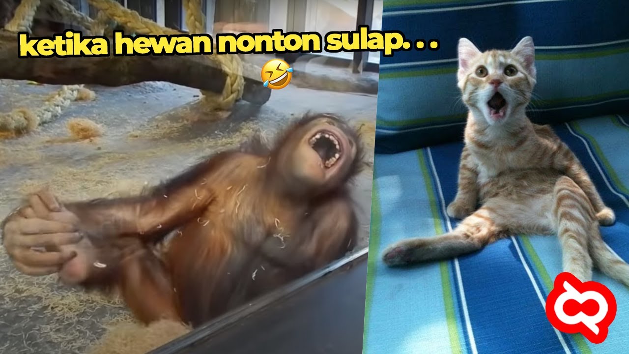Reaksi Lucu Hewan Saat Dipertontonkan Trik Sulap..!!