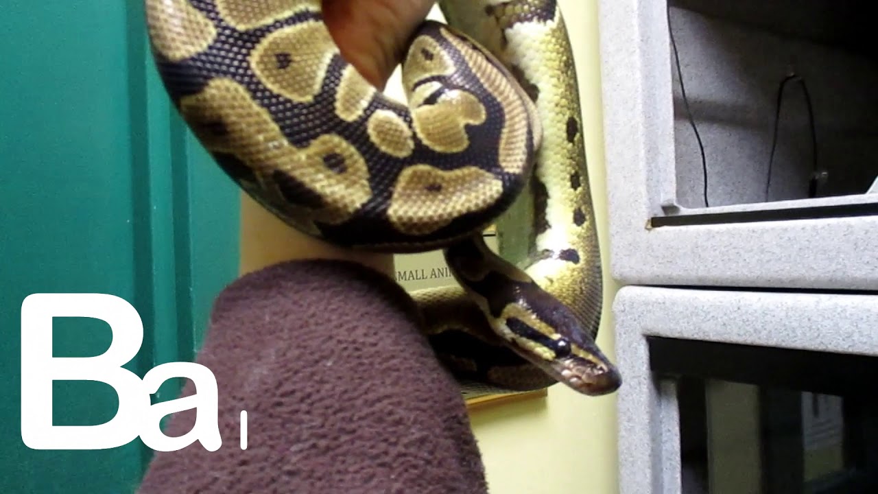 HAWS What Animal Am I? - #3