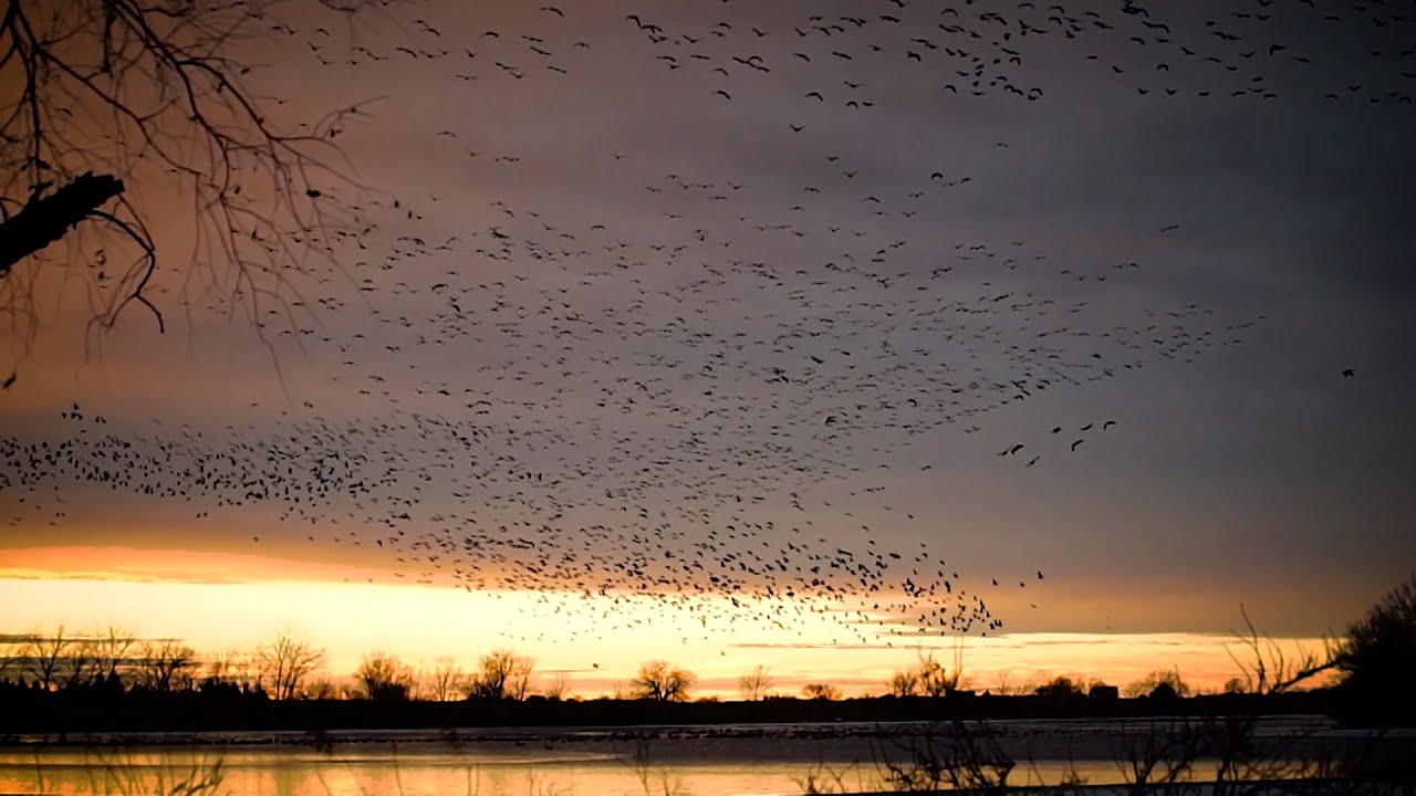 Wildlifers TV | S1 | E10 - 