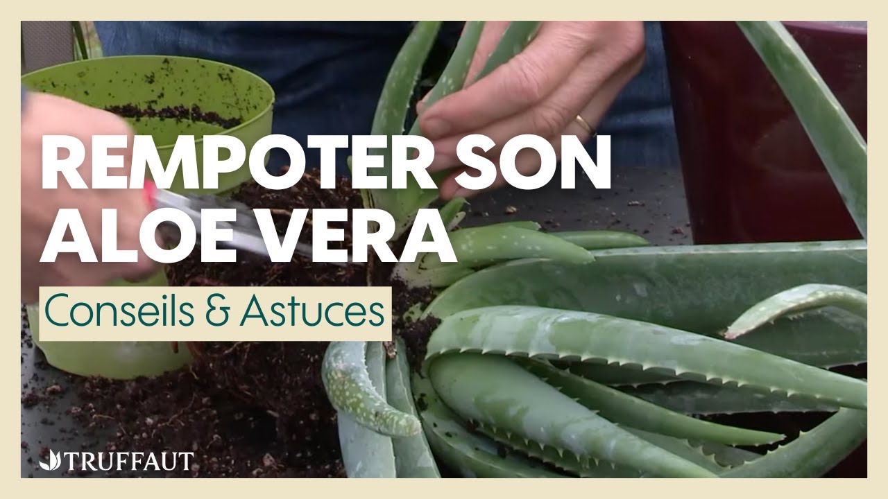 Comment rempoter et récolter son Aloe Vera ? - Truffaut
