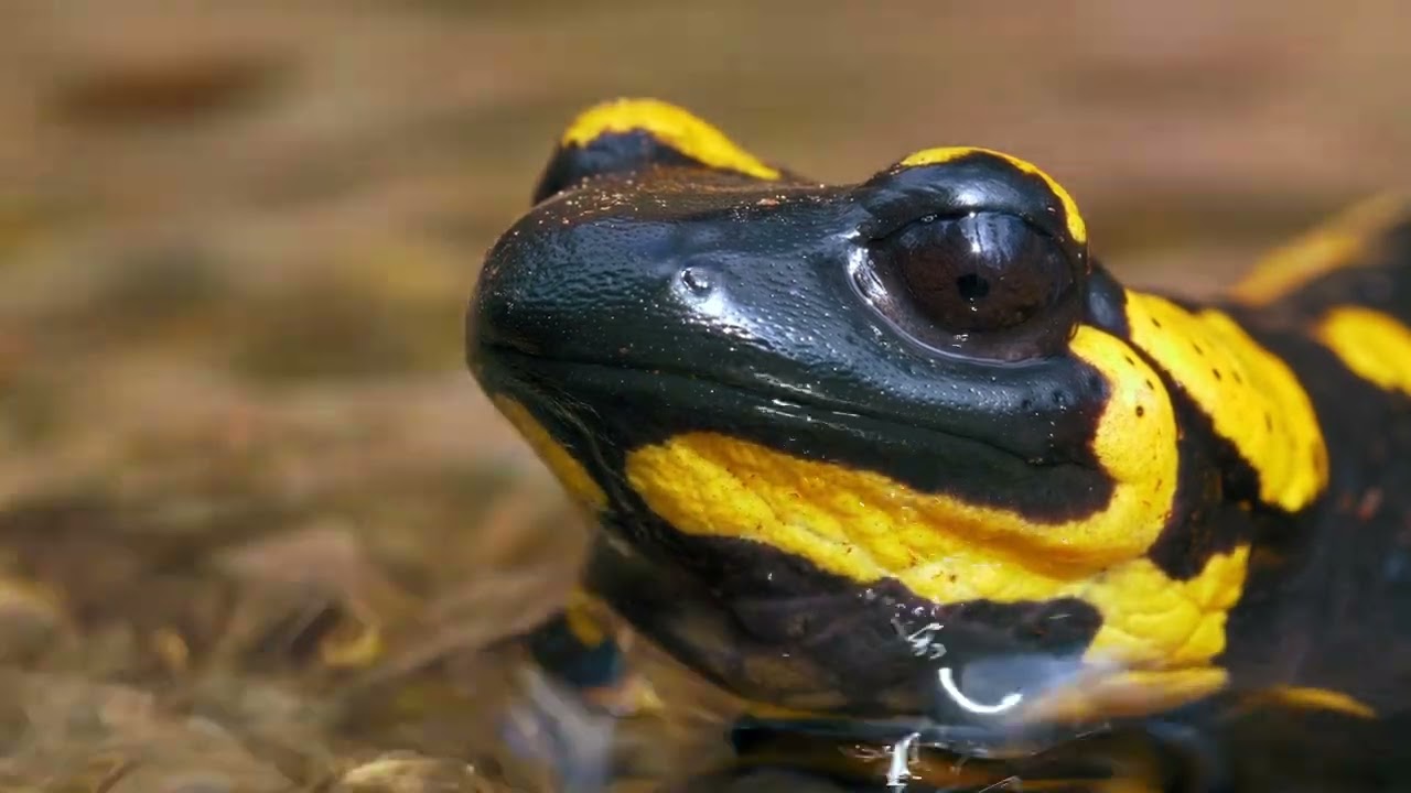 European fire salamander 4K with music