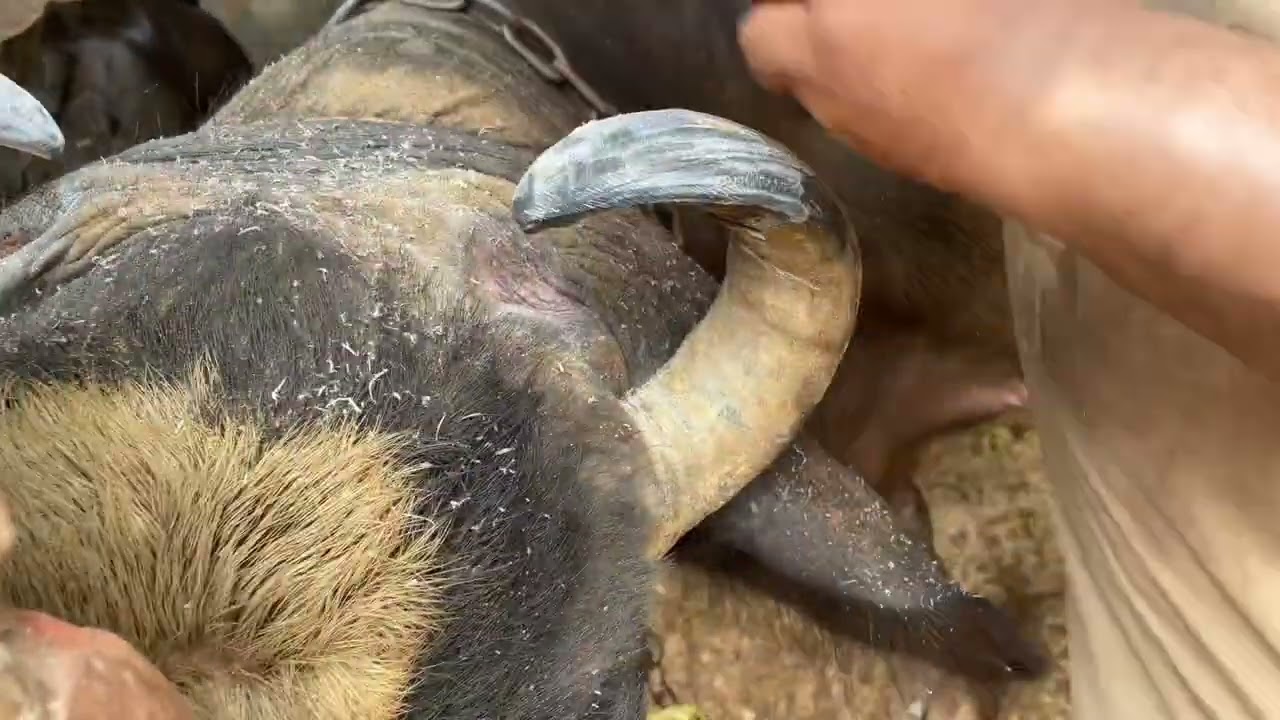 Buffalo Horng trimming video best video you tube 