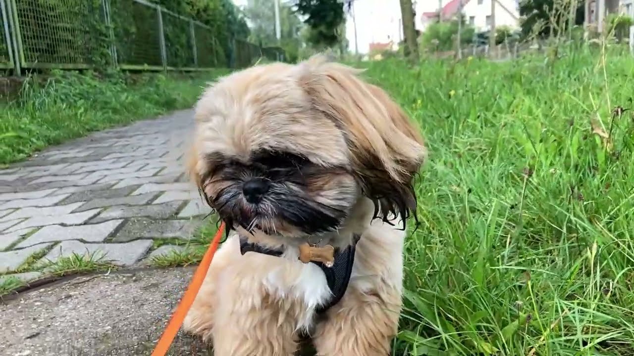 Dzień z życia Shih Tzu - bo my pieski to się mamy!