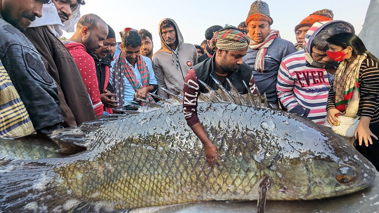 আড়িয়াল বিলের কৈ শিং ও শোল মাছ এখন যারা কিনবেন তারা জিতবেন | village fishmarket in dhaka dohar