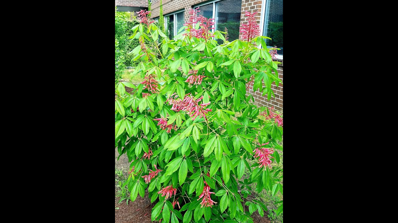 Learn to Grow: Red Buckeye