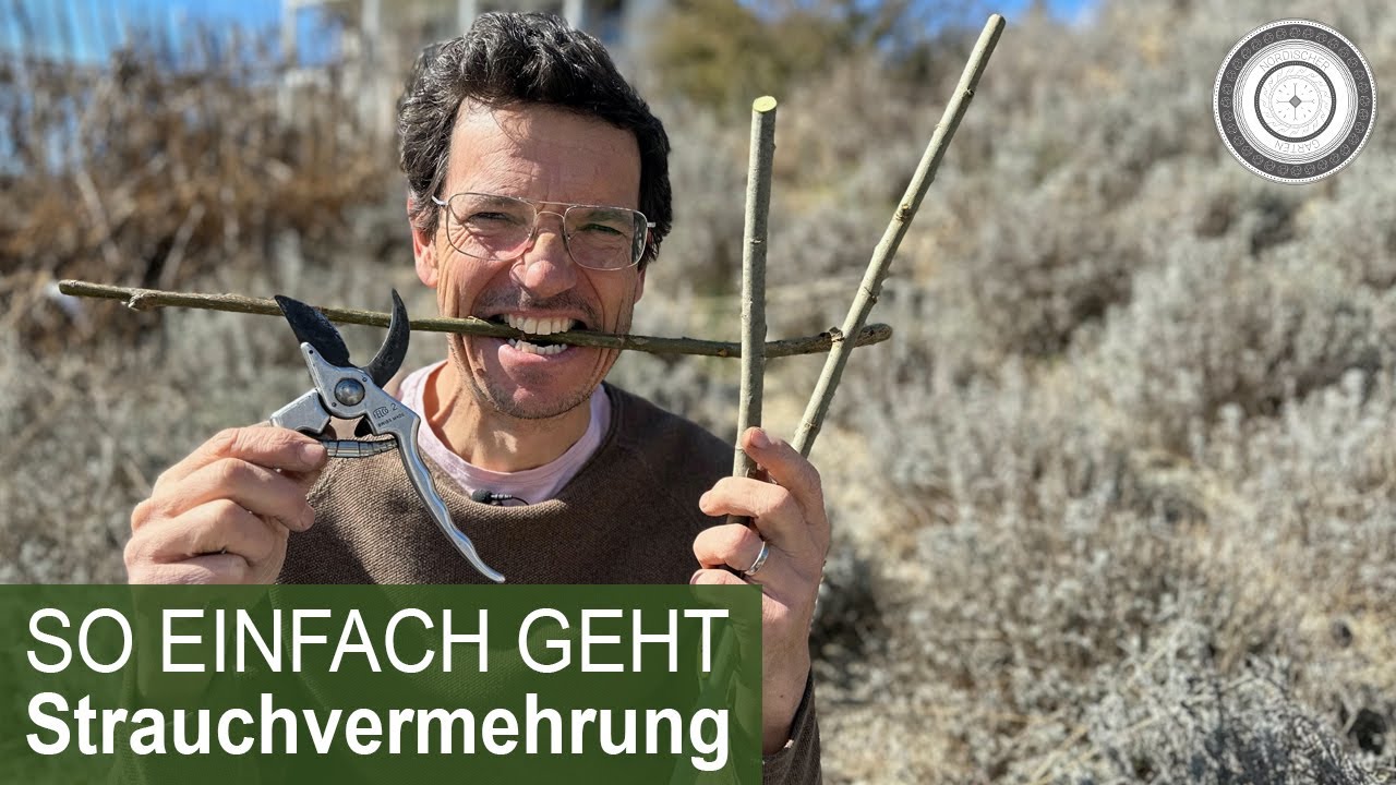 DIY - VERMEHRE deinen Strauch ganz EASY👍🏻, Steckhölzer - Weidenvermehrung