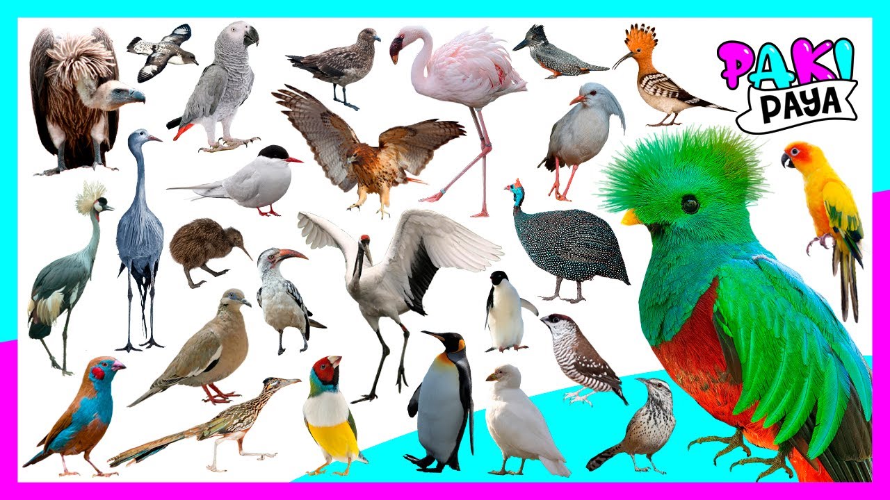 ¡TIPOS DE AVES! PARTE 2 🦜🦚 birds - Vögel - 조류 - 鳥 - птицы