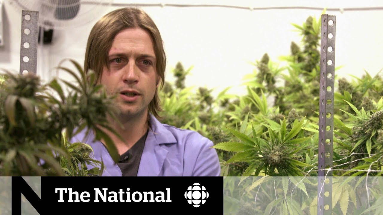 Marijuana growers at odds with proposed laws