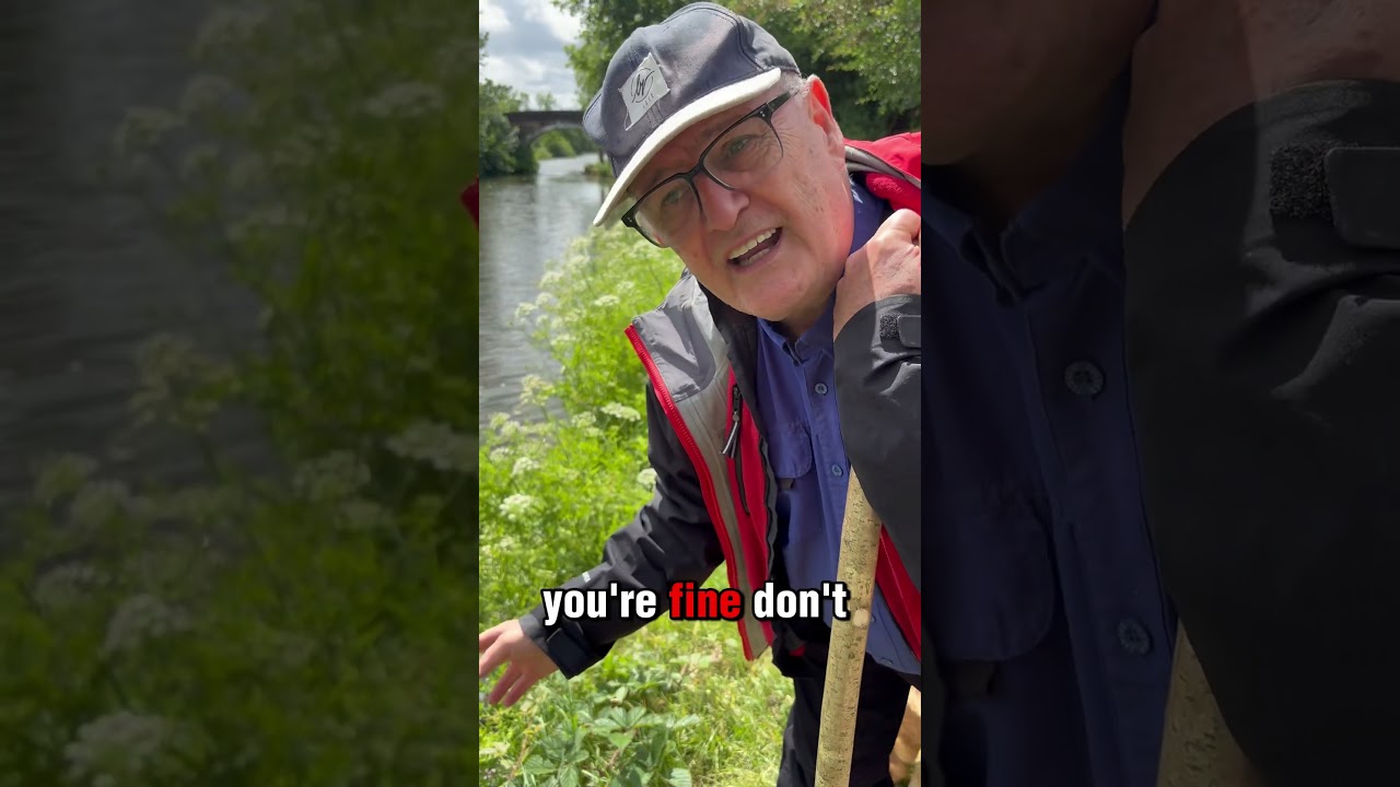 Hemlock water drop wort the most poisonous plant in the UK