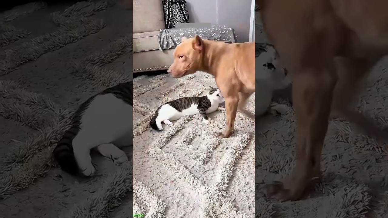 Funniest Cat 🐱 funny cats talking 😸 # #6527