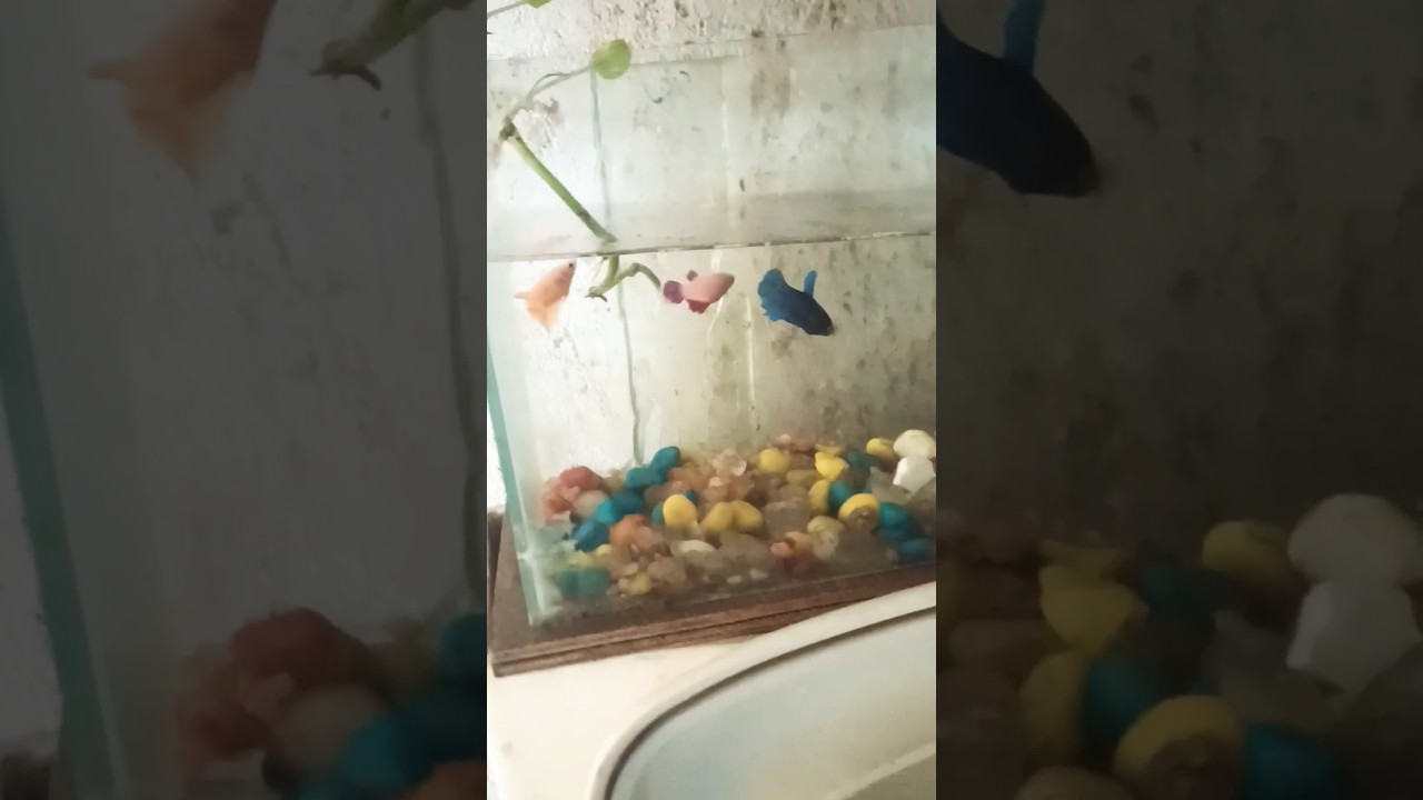 Feeding Mosquitoes Wriggler, Its Help to Loaded eggs #love#shortvideo #shortsfeed#shorts #fish#betta