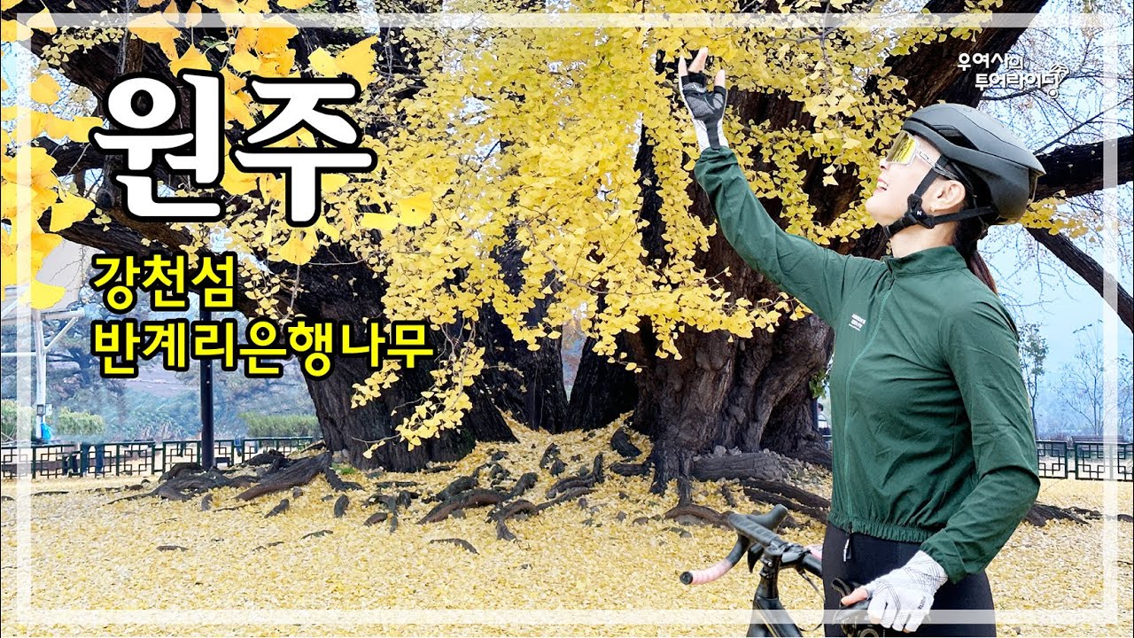원주 투어 (문막-반계리은행나무-강천섬-양동면-오크밸리-섬강자전거길) '23.11.04.