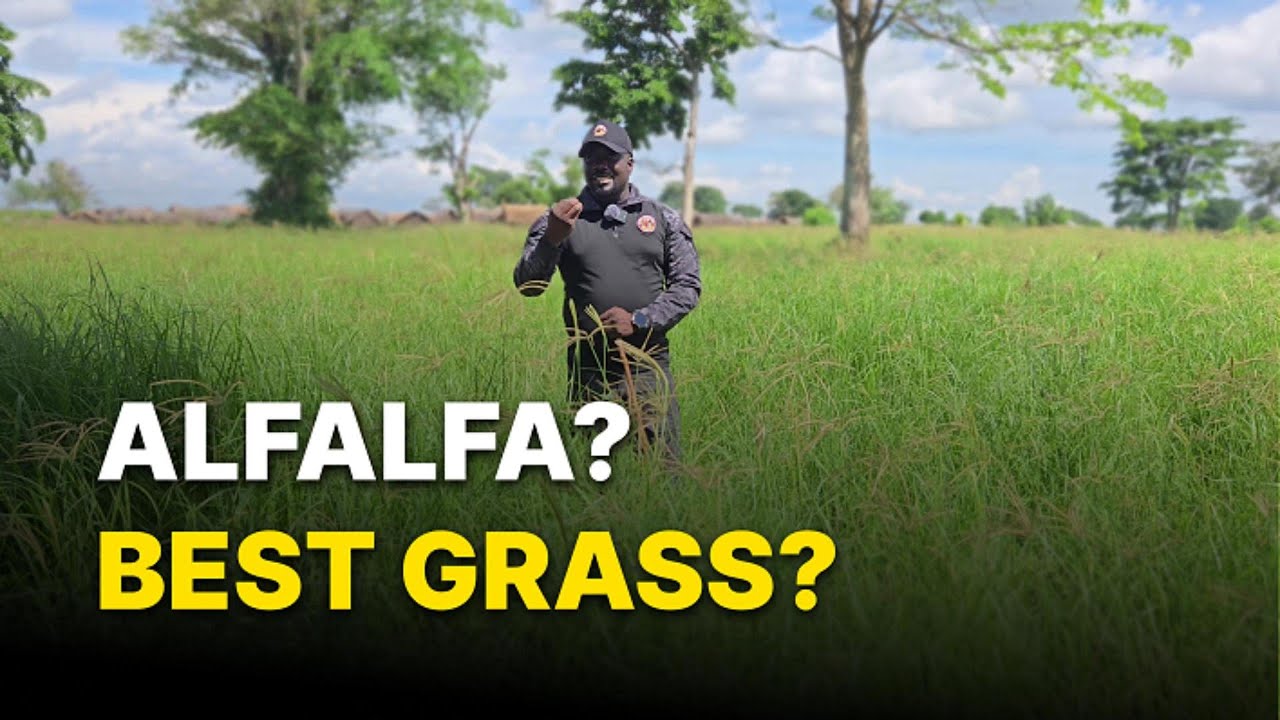 Best Grasses for Goats in Uganda | Goat Farm Bootcamp Episode – Ham Animal Breeding Farm