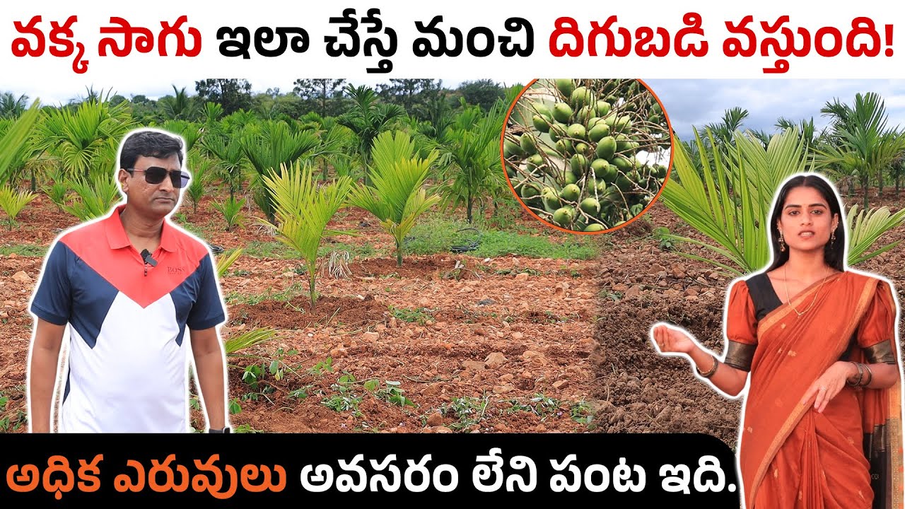 వక్క సాగు ఇలా చేస్తే అద్భుతమైన దిగుబడి వస్తుంది! | Fertilizer అవసరం తక్కువ| Sirisha