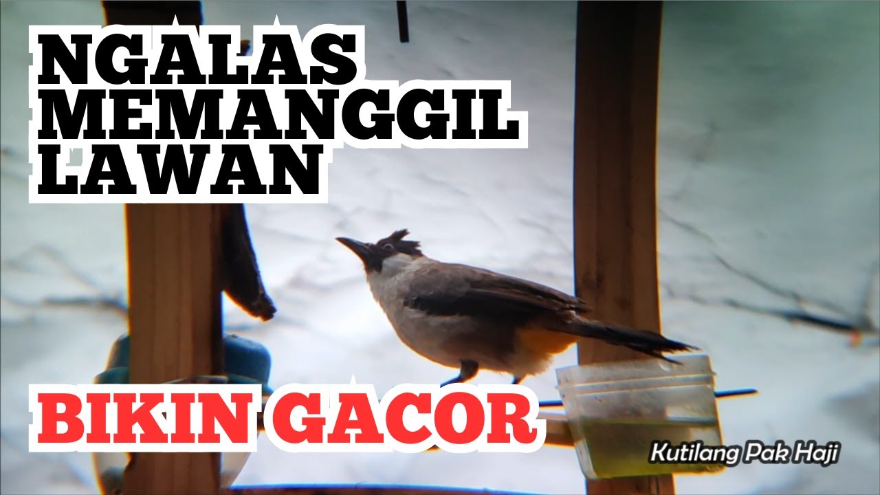 Kutilang ASLI Bikin gacor - pikat suara kutilang memanggil teman - masteran kutilang Isian mewah