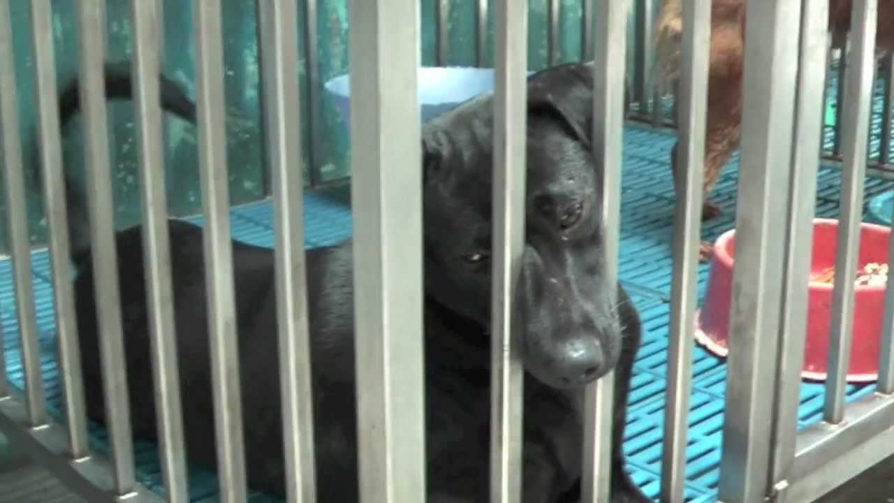 Animals Matter To Me - hitz.fm Morning Crew