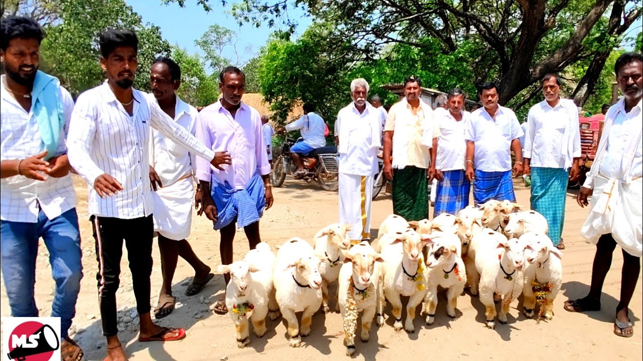Banduru Kuri Meravangae Bandur Sheep Parade Malavalli Mandya | Kuri Sakanike