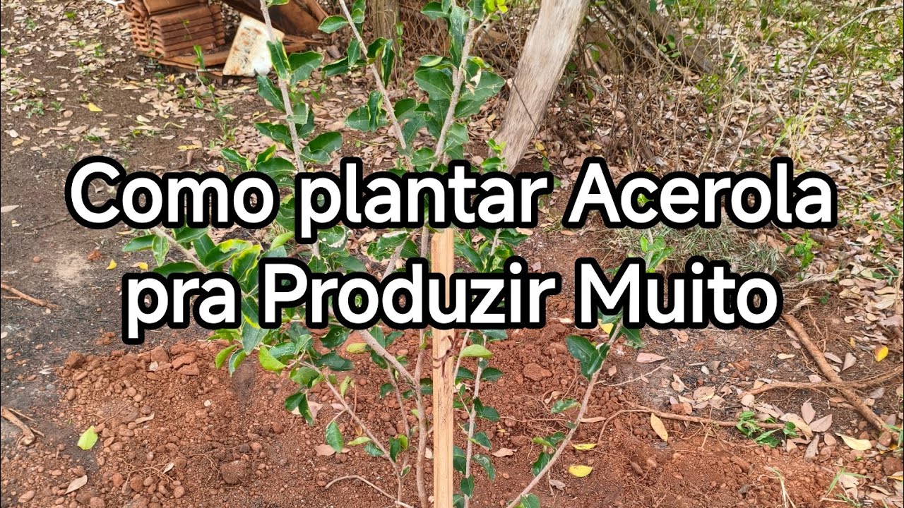 Como plantar Acerola no Chão do jeito Certo pra Produzir Muito.