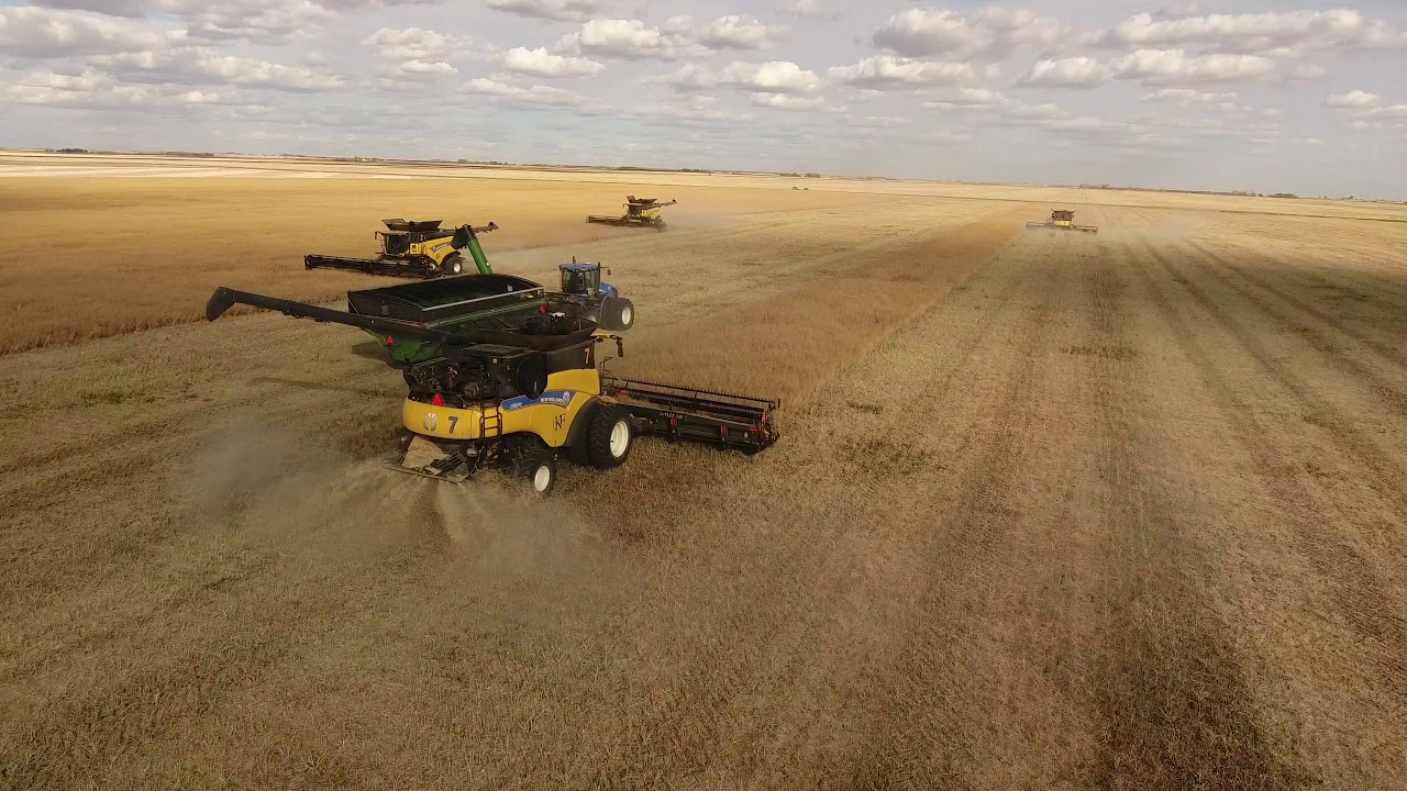 Canola harvest 2017(straight cutting). Kronau, Saskatchewan, Canada. (4K video)