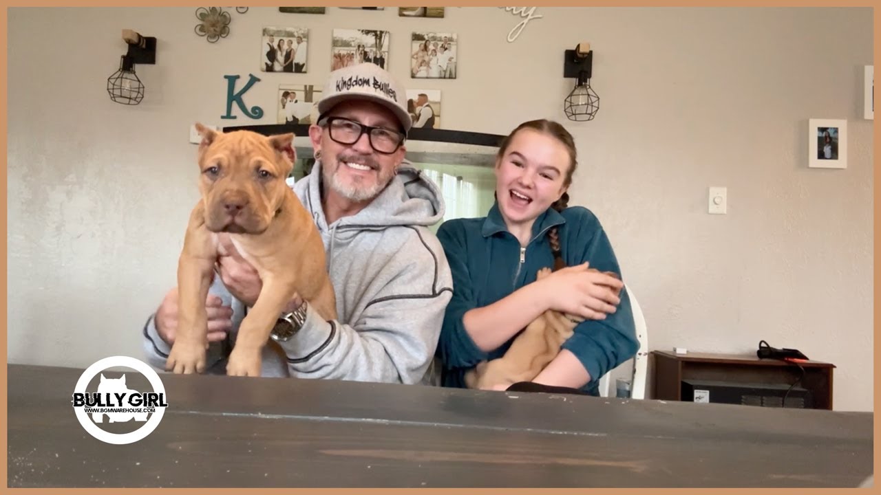 Raising XL American Bully Breed Puppies | Kingdom Bully Kennels | BGM Podcast | S4 - E4