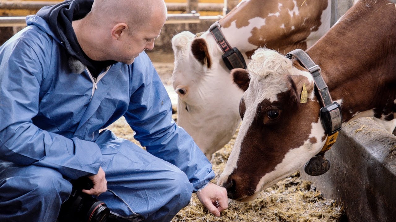 Hos kossorna som gör mjölkchokladen