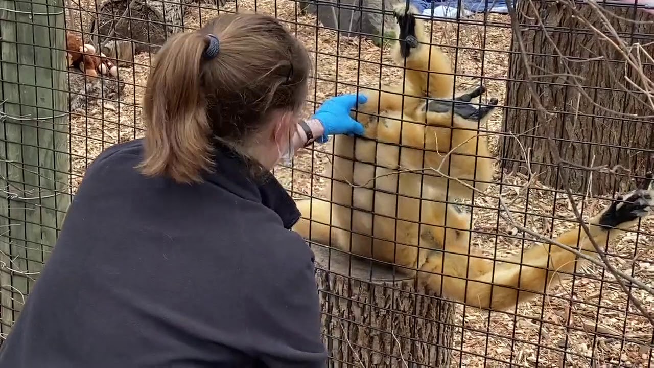 Keeper Corner: White-cheeked Gibbons