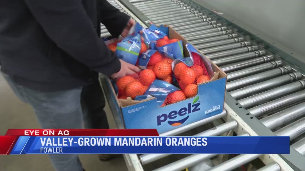 Valley home to new Peelz