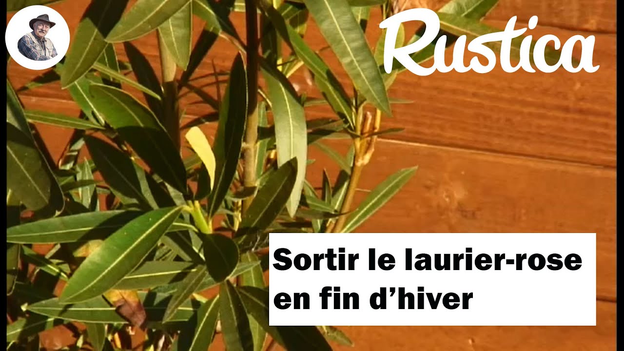 Fin d'hivernage : la sortie des lauriers roses