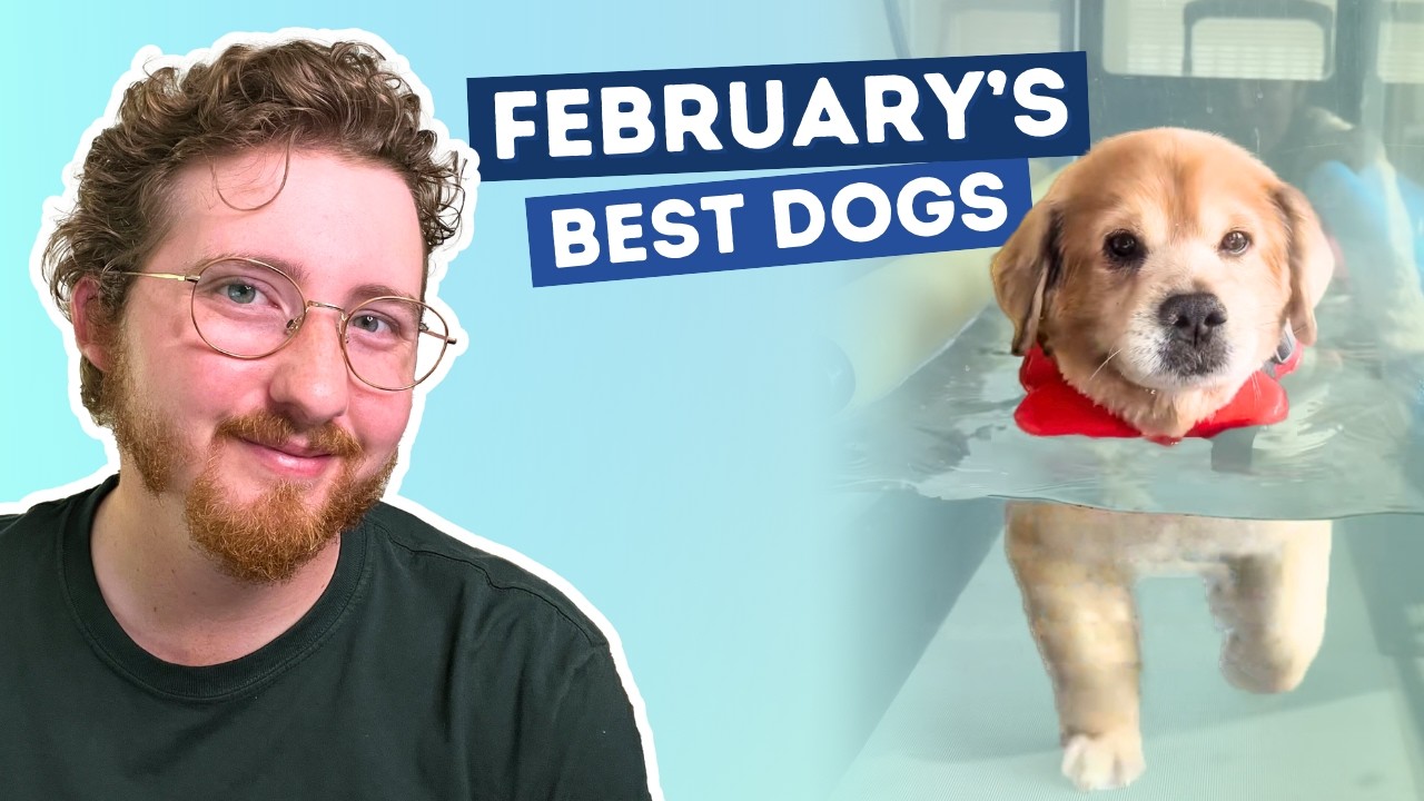 The Dogs Were Good In February