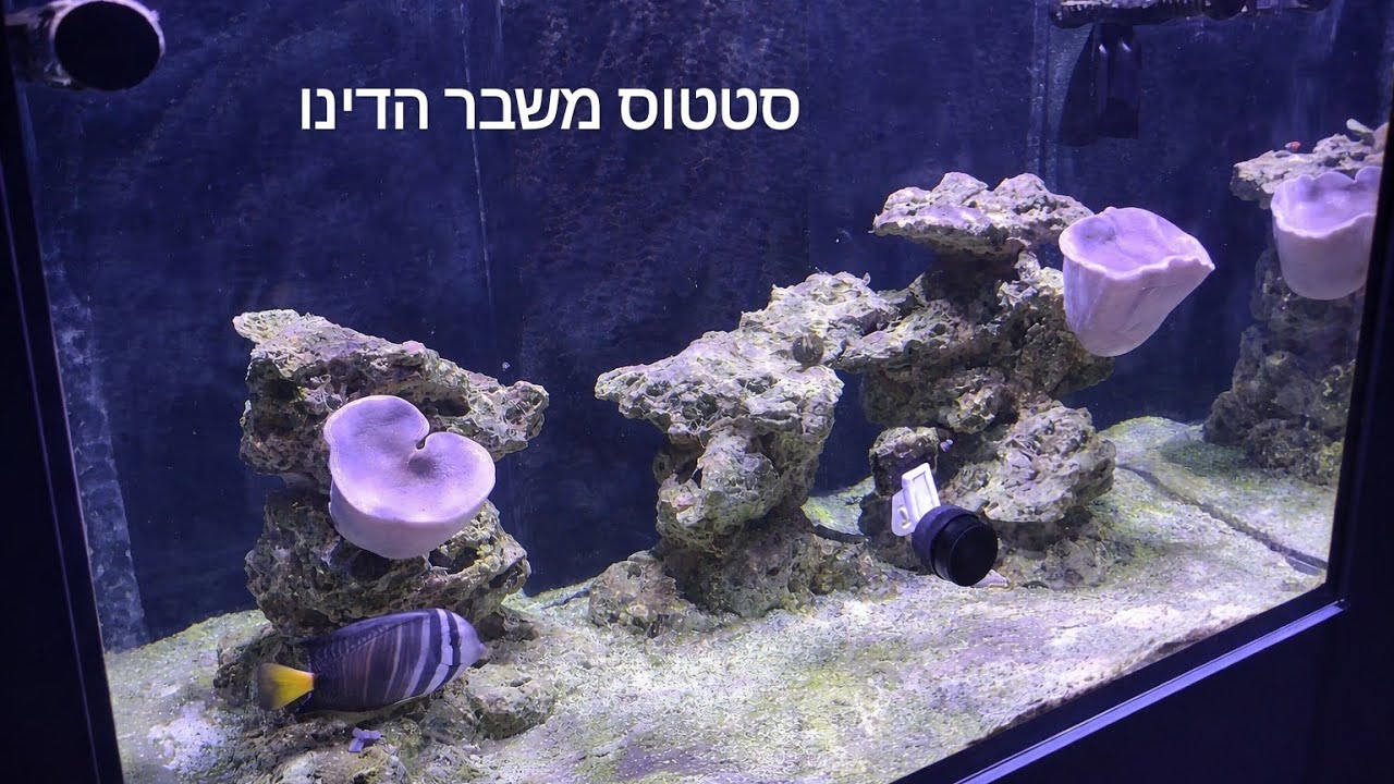 מצב הדינו בריף – תמונת מצב אמיתית
