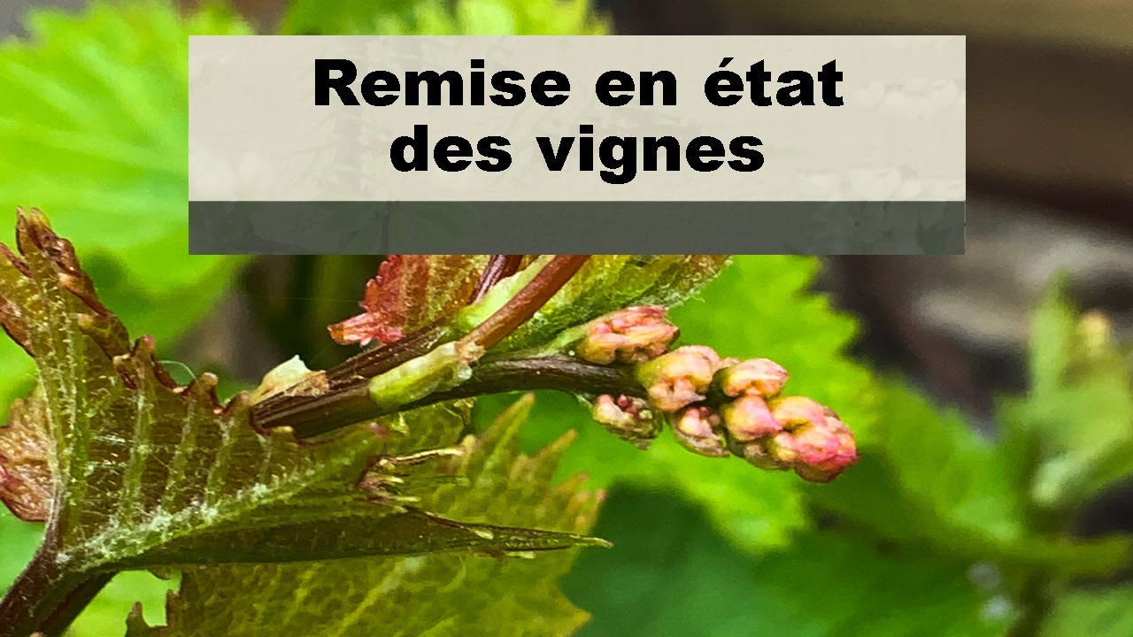 Vigne, Remise en état des vignes après le gel !