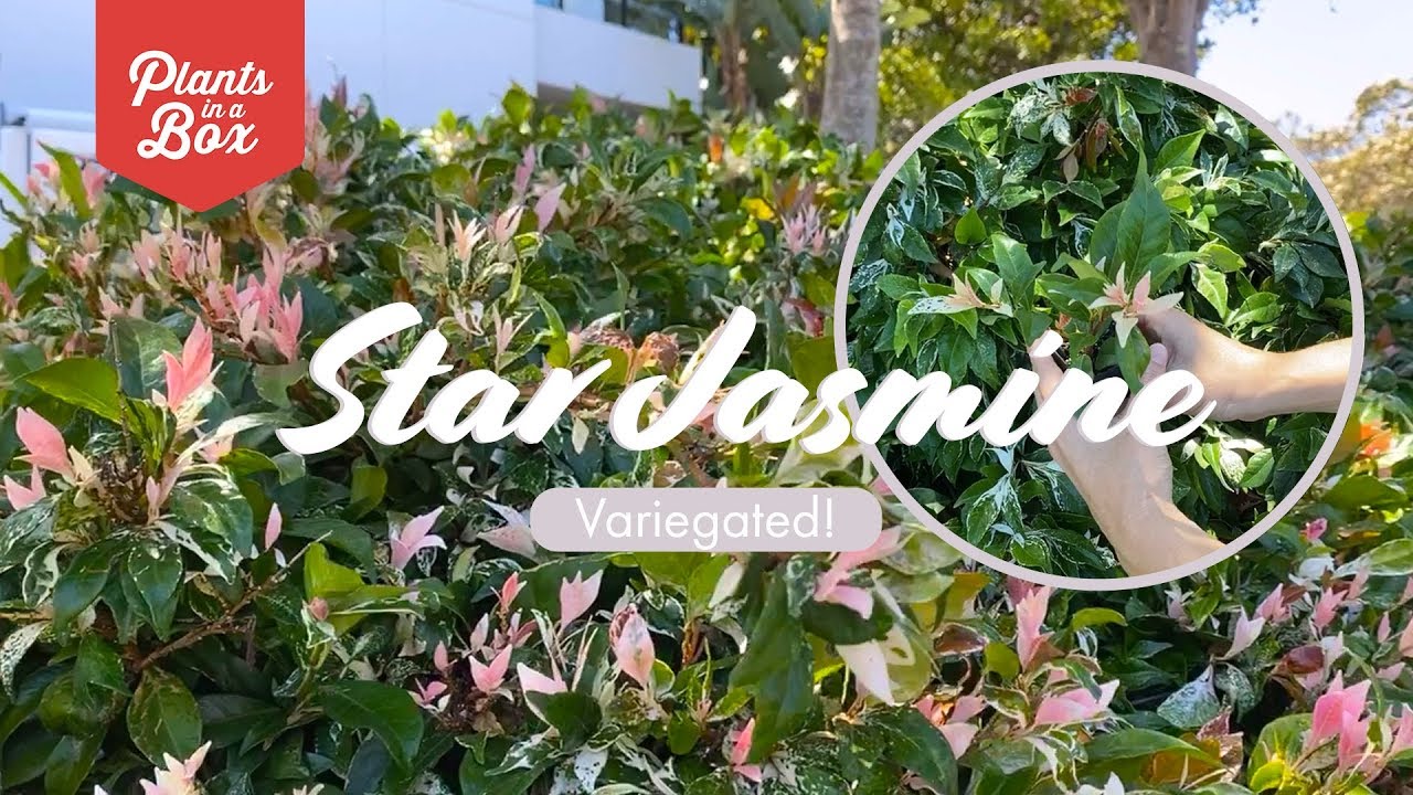 How does Variegated Star Jasmine grow?? Does she have flowers and is she scented?