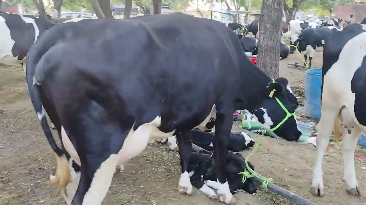 लोणी मार्केट मध्ये गाया विक्रीसाठी उपलब्ध आहे। 9890121726...9975060999..