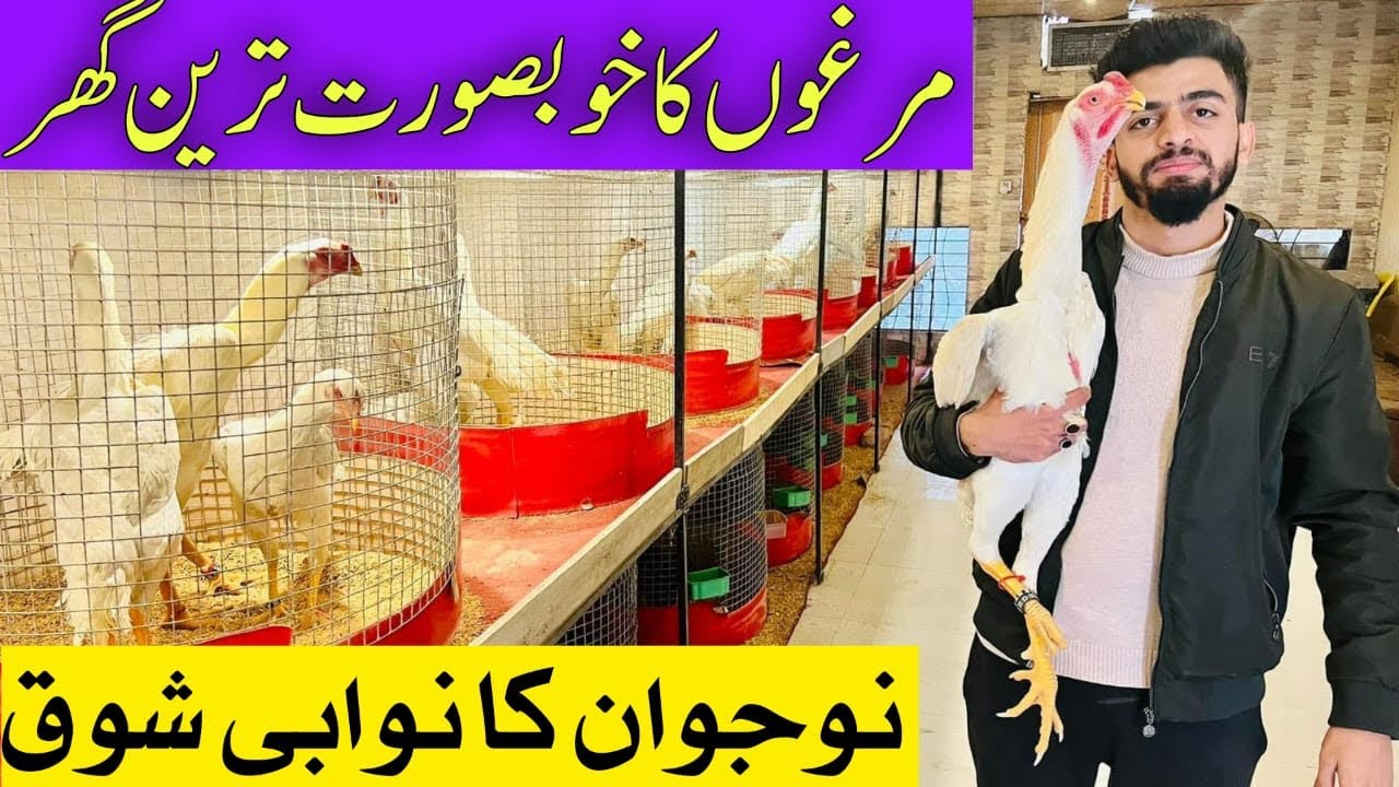 One Of The Best OH Shamo Setup in Pakistan 🇵🇰 || Jo Sirf Sale Nai Krta Buy Back b Krta he