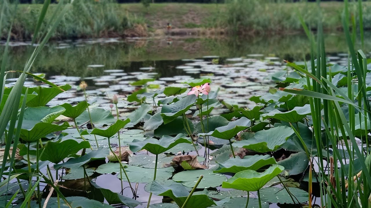 Листья лотоса. Заготовка. Полезные свойства.