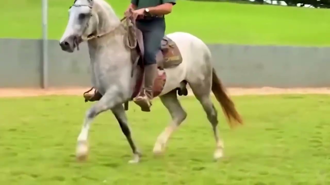 04 FAVACHO ALCATÉIA