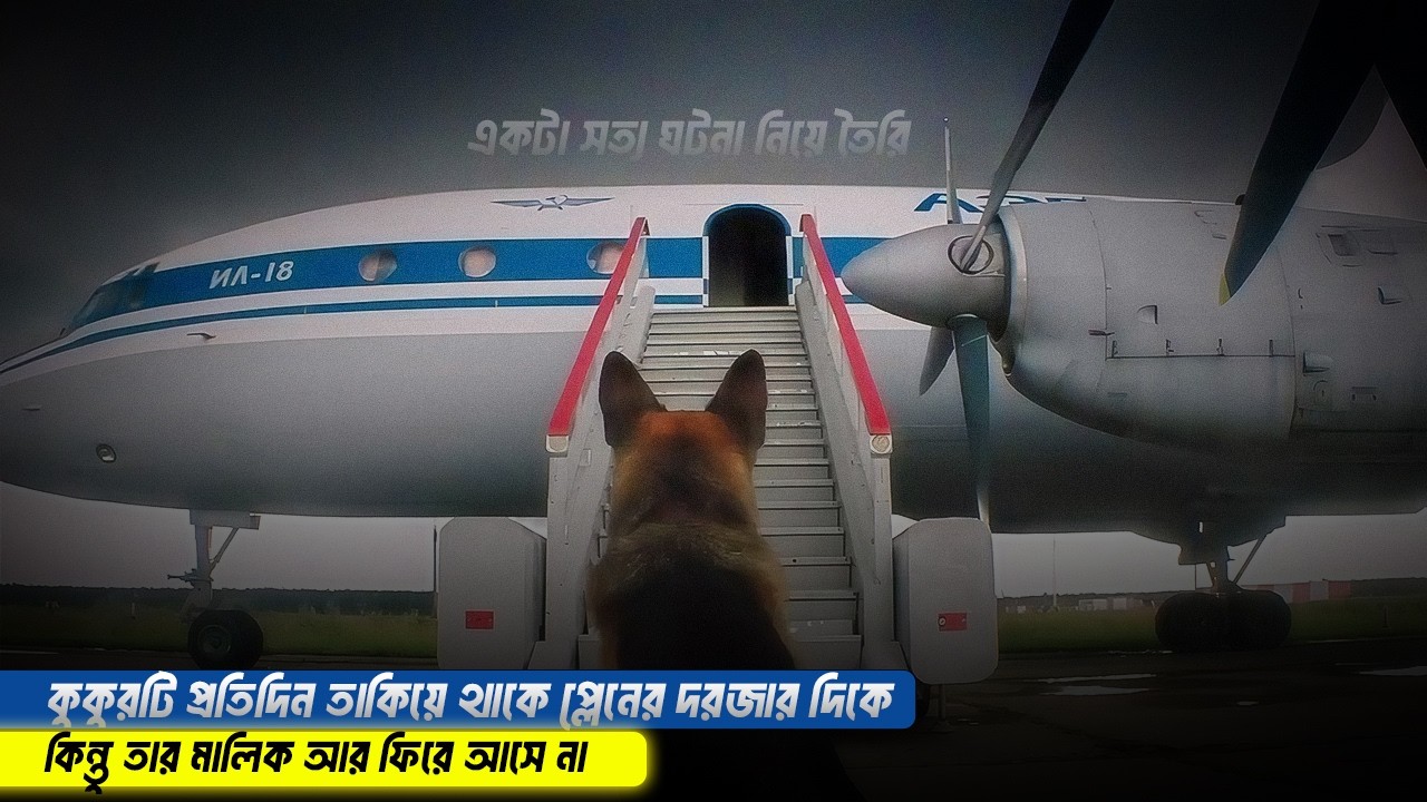 প্রতিদিন কুকুরটা প্লেনের দরজার দিকে তাকিয়ে থাকে তার মালিক এর অপেক্ষায় | Movie explained bangla