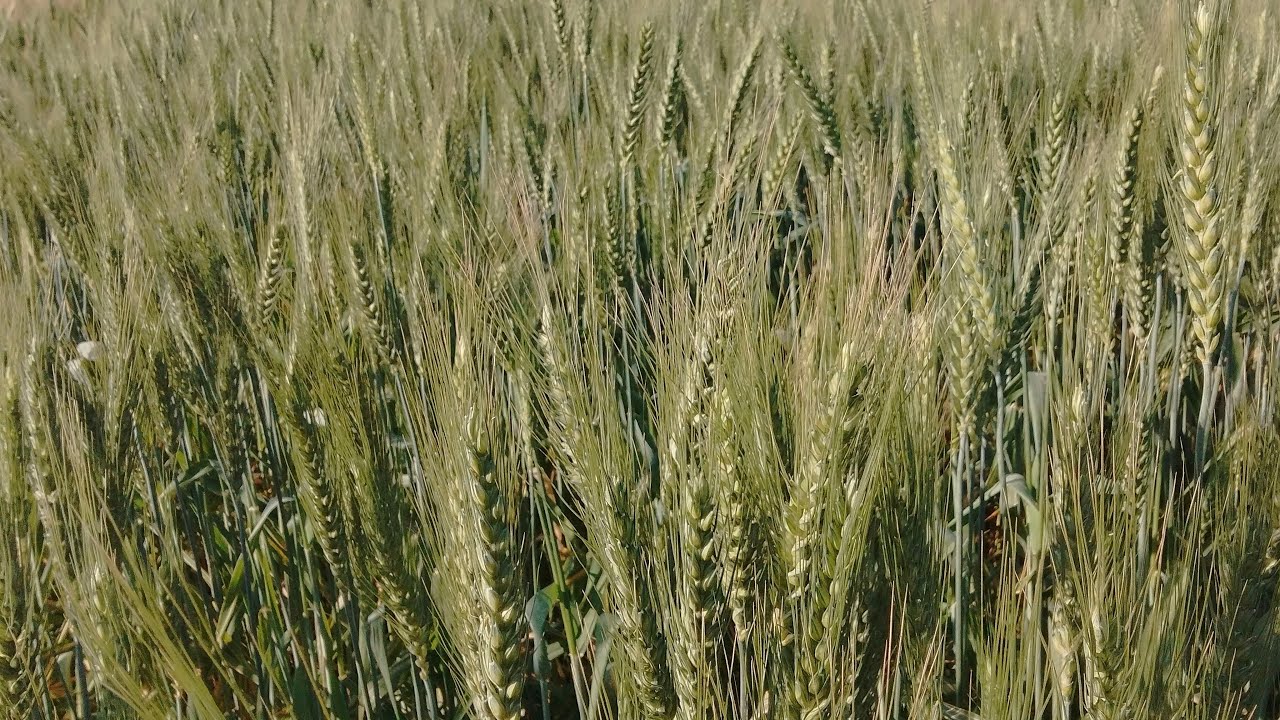 اقوى رشه للقمح