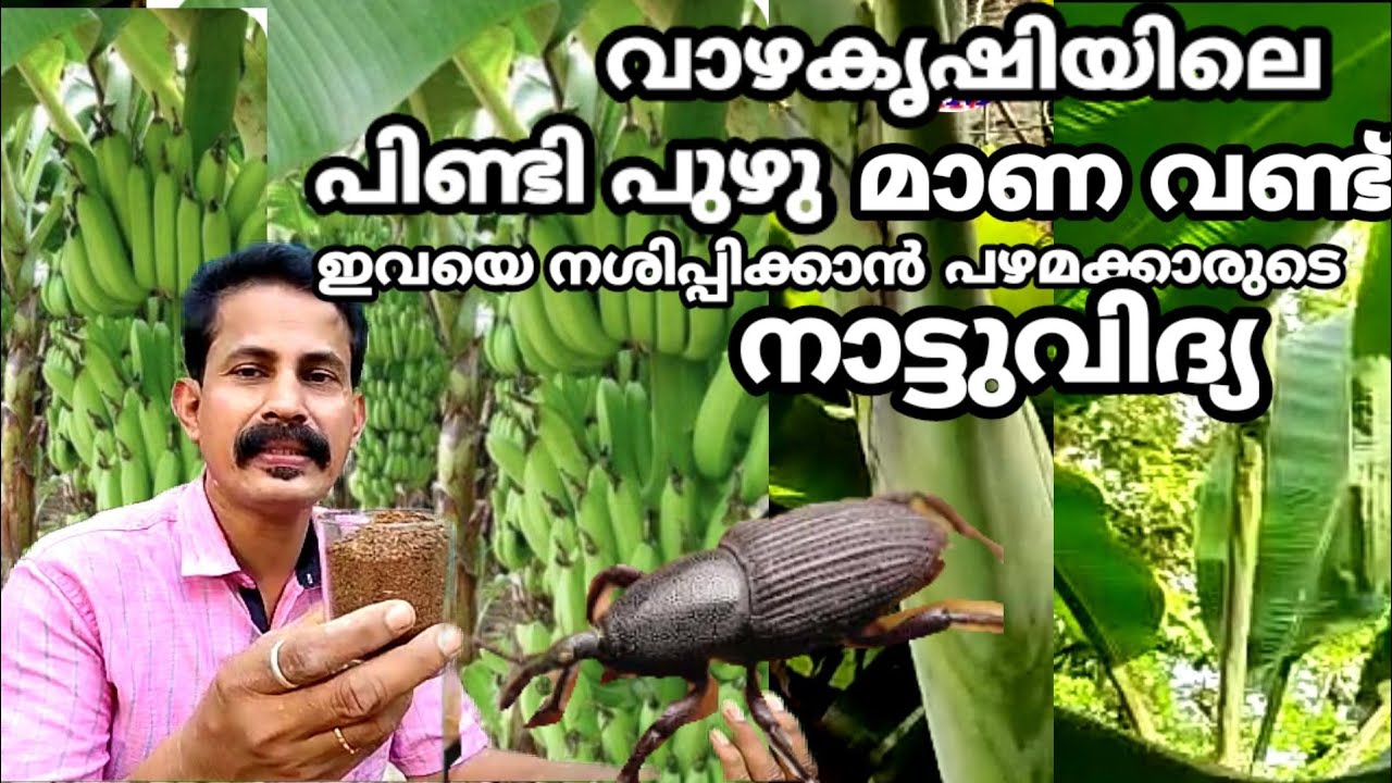 പിണ്ടി പുഴു.മാണവണ്ട് ഇവയെ പെട്ടന്ന് നശിപ്പിക്കാൻ നാട്ടു രീതി banana falling Malayalam Btech mixmedia