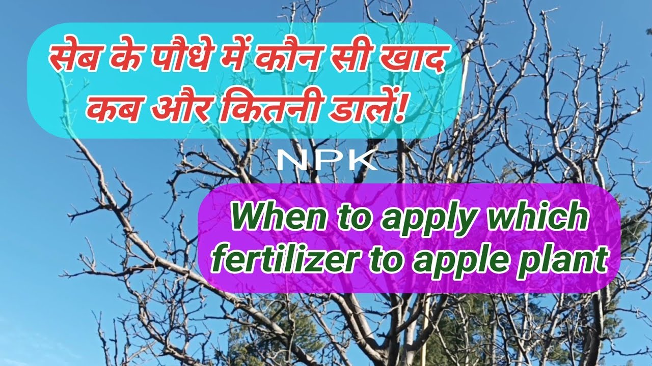 सेब के पौधे में कब कितनी खाद डालें When to apply NPK to apple plant || @bagwanikibaat