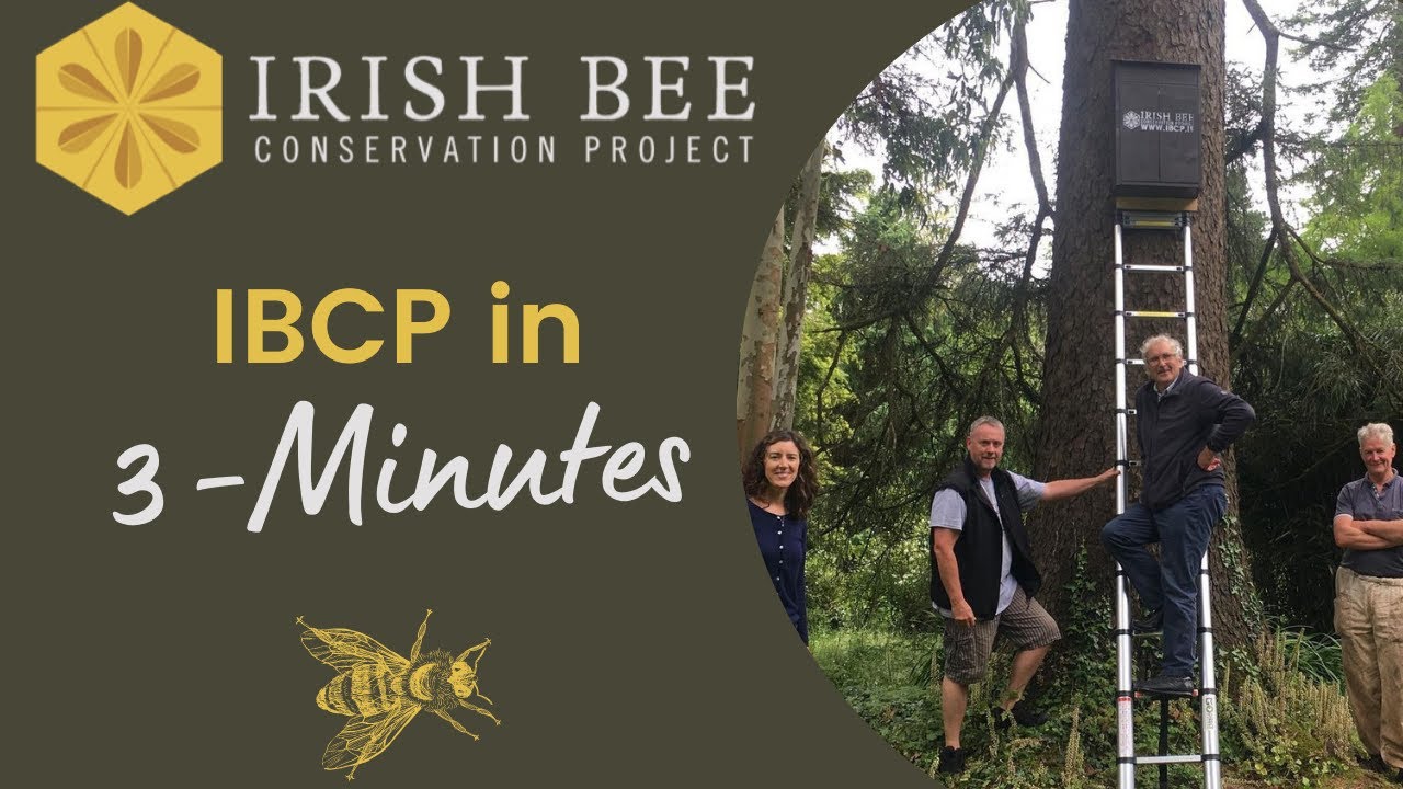 About the Irish Bee Conservation Project