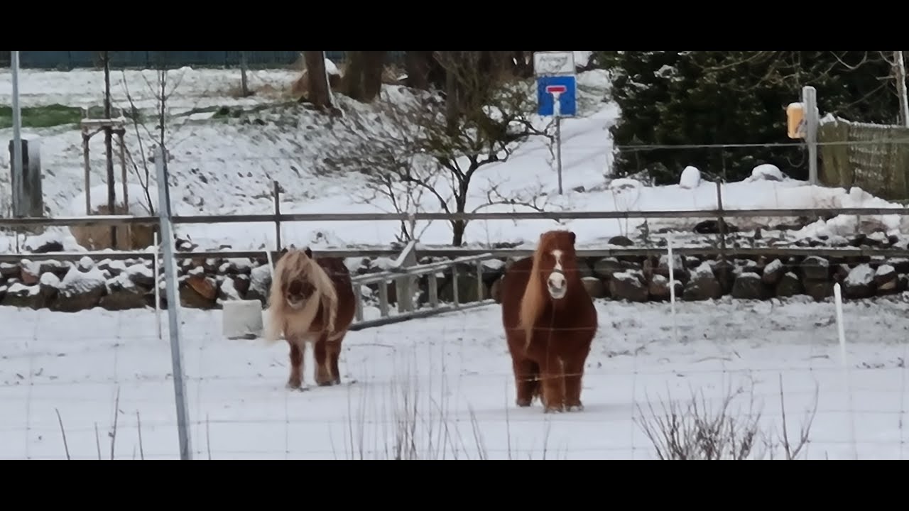 Meschendorf f&uuml;r Zuhause - Wintergr&uuml;&szlig;e!
