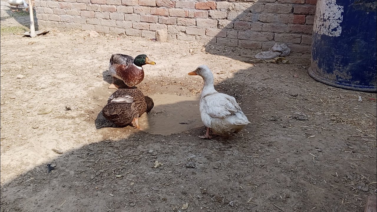 Aaj hamari mini duck 🦆 ny first egg 🥚 diya hy🥰🥰🥰