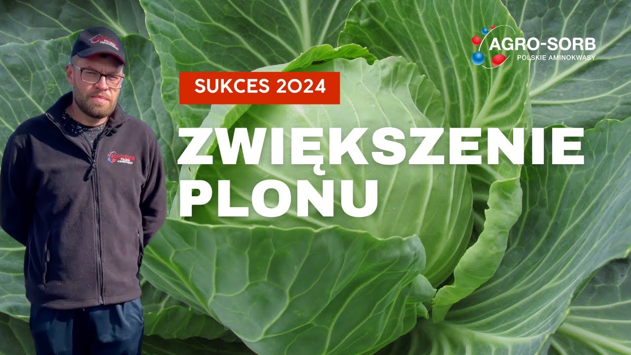 Podsumowanie sezonu na polu kapusty! Biostymulator Agro-Sorb zwiększa plony!
