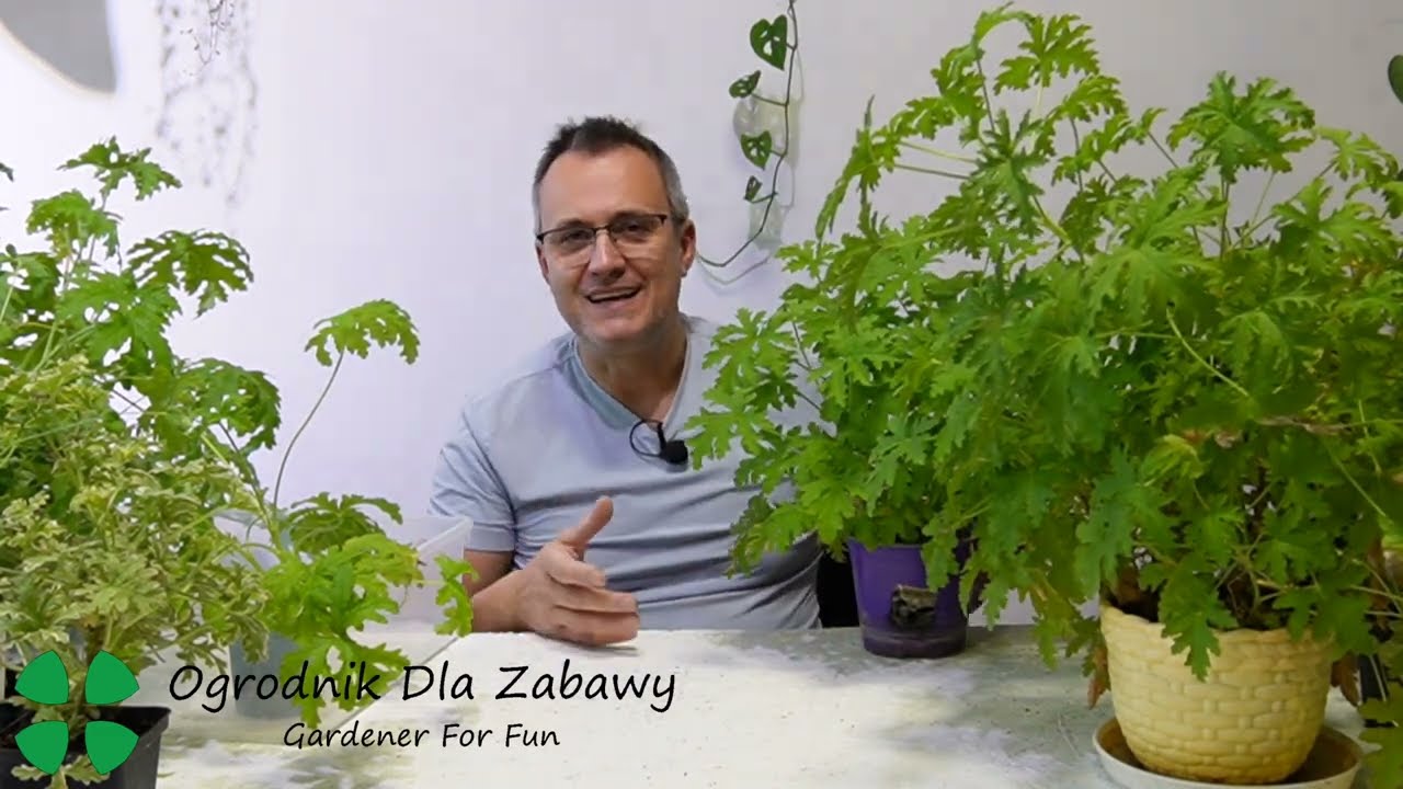 105. Geranium, Anginka, Pelargonia Pachnąca -  jak rośnie, jak ją zagęścić i bezpiecznie rozmnożyć.