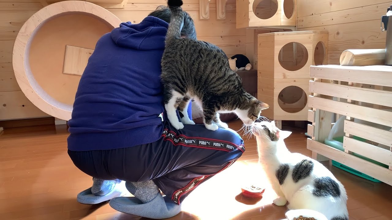 お父さんに乗った後は・・・な猫