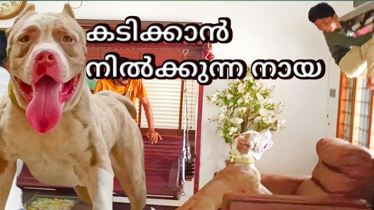 32 നായകളിലെ ക്രൂരൻ .. മുന്നിൽ പെട്ടാൽ തീർന്ന്.. leash talks