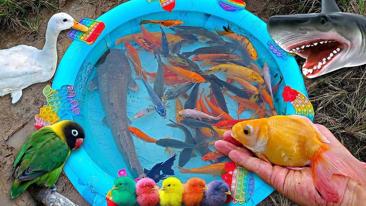 Mancing ikan hias dikolam, ikan lele besar, ikan koi, ikan cupang, ikan mas, glofish, bebek.part864