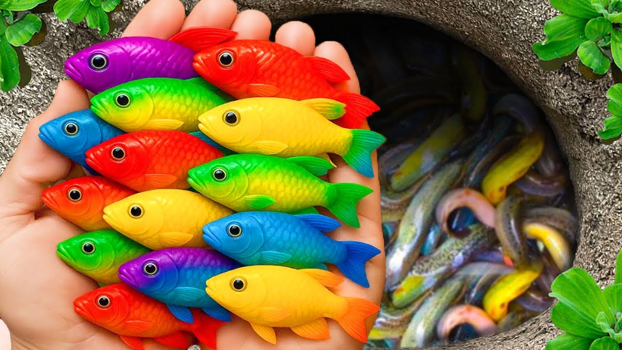 Catch strange freshwater aquarium fish in small pond solid color guppies, lion fish, turtle, spider.